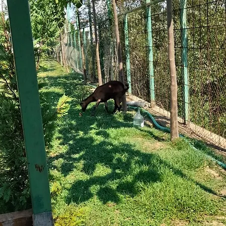 Windmill Gesthouse & Grill