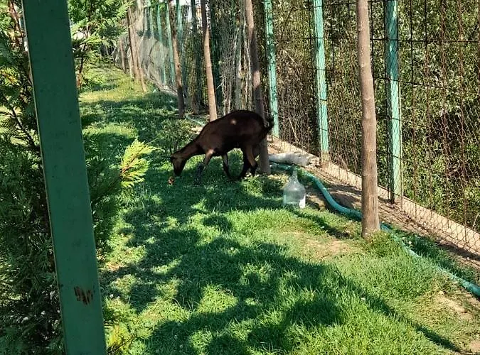 Windmill Gesthouse & Grill